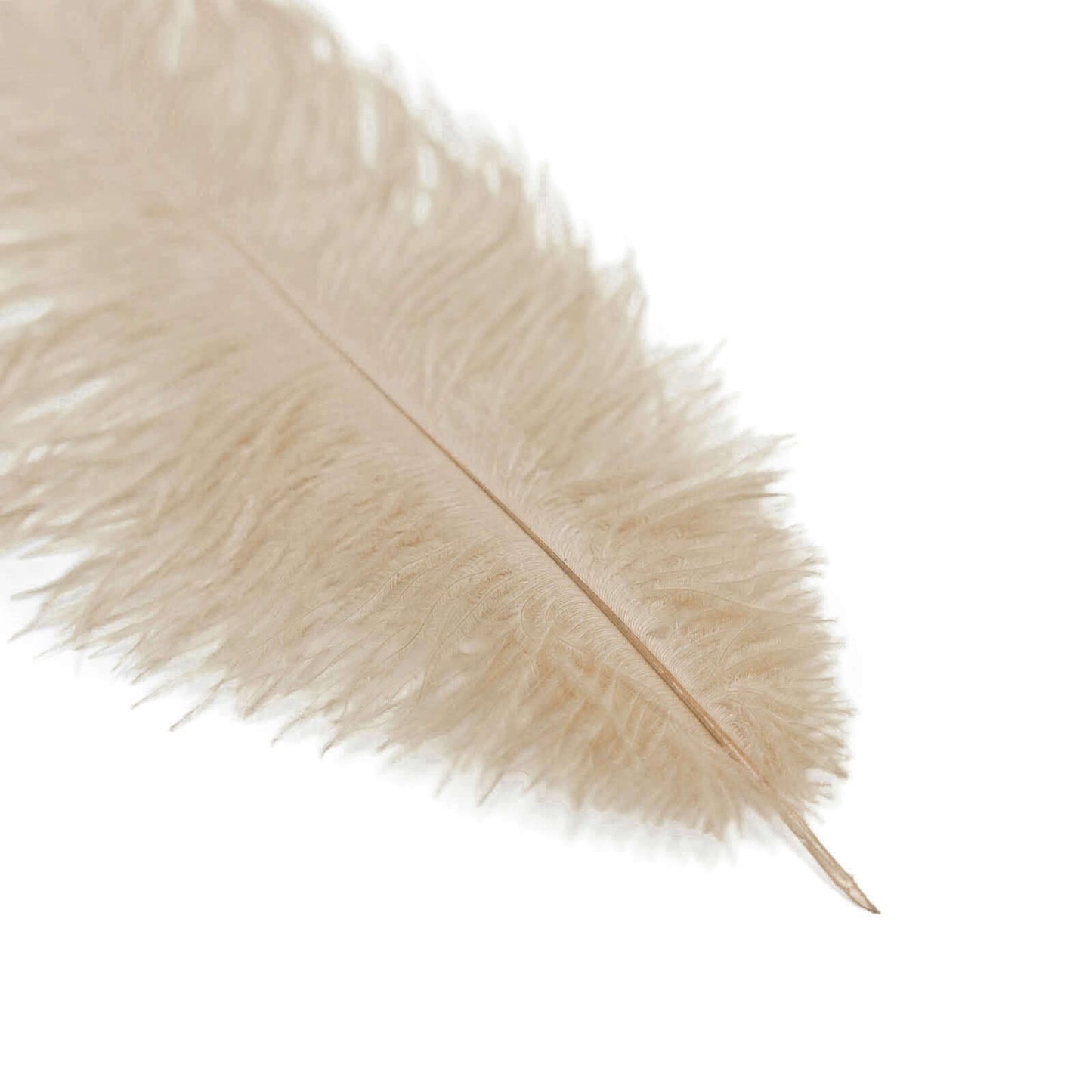 12 Pack 13"-15" Beige Natural Plume Real Ostrich Feathers, DIY Centerpiece Fillers