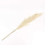 3 Stems Artificial Pampas Grass Decor Cream for Rustic Boho Chic Backdrops Floral Styling & Vase Displays 44"