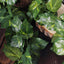8ft Green UV Protected Artificial Silk Ivy Leaf Garland Vine, Outdoor Indoor