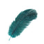 12 Pack 13"-15" Peacock Teal Natural Plume Real Ostrich Feathers, DIY Centerpiece Fillers