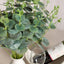 2 Bushes 19" Frosted Green Artificial Eucalyptus Branch Bouquet Plants