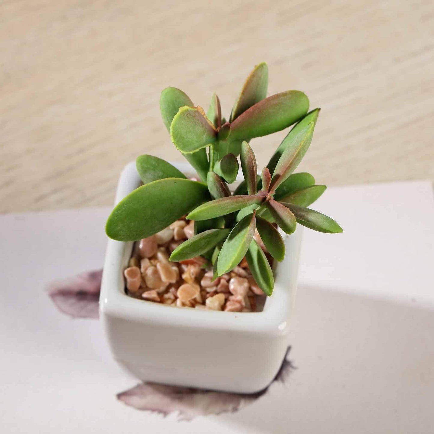 3-Pack Mini Jade Artificial Succulents in Ceramic Pots - Lifelike Decorative Faux Plants for Home Office & Event Design 3"