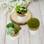 3-Pack Flower Plant Pots Small Design White with Gold Rim - Plastic Indoor Decorative Planters 3"