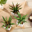 3-Pack Spotted Aloe Vera Artificial Succulents in Ceramic Pot - Lifelike Decorative Faux Plants for Home Office & Event Design 5"