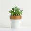 3-Pack Flower Plant Pots Small Design White with Gold Rim - Plastic Indoor Decorative Planters 3"