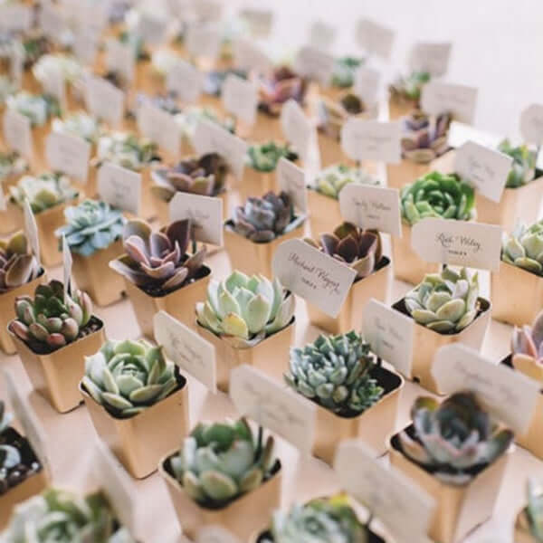 3-Pack Echeveria Elegans Artificial Succulents in Ceramic Pot - Lifelike Decorative Faux Plants for Home Office & Event Design 5"