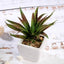 3-Pack Spotted Aloe Vera Artificial Succulents in Ceramic Pot - Lifelike Decorative Faux Plants for Home Office & Event Design 5"