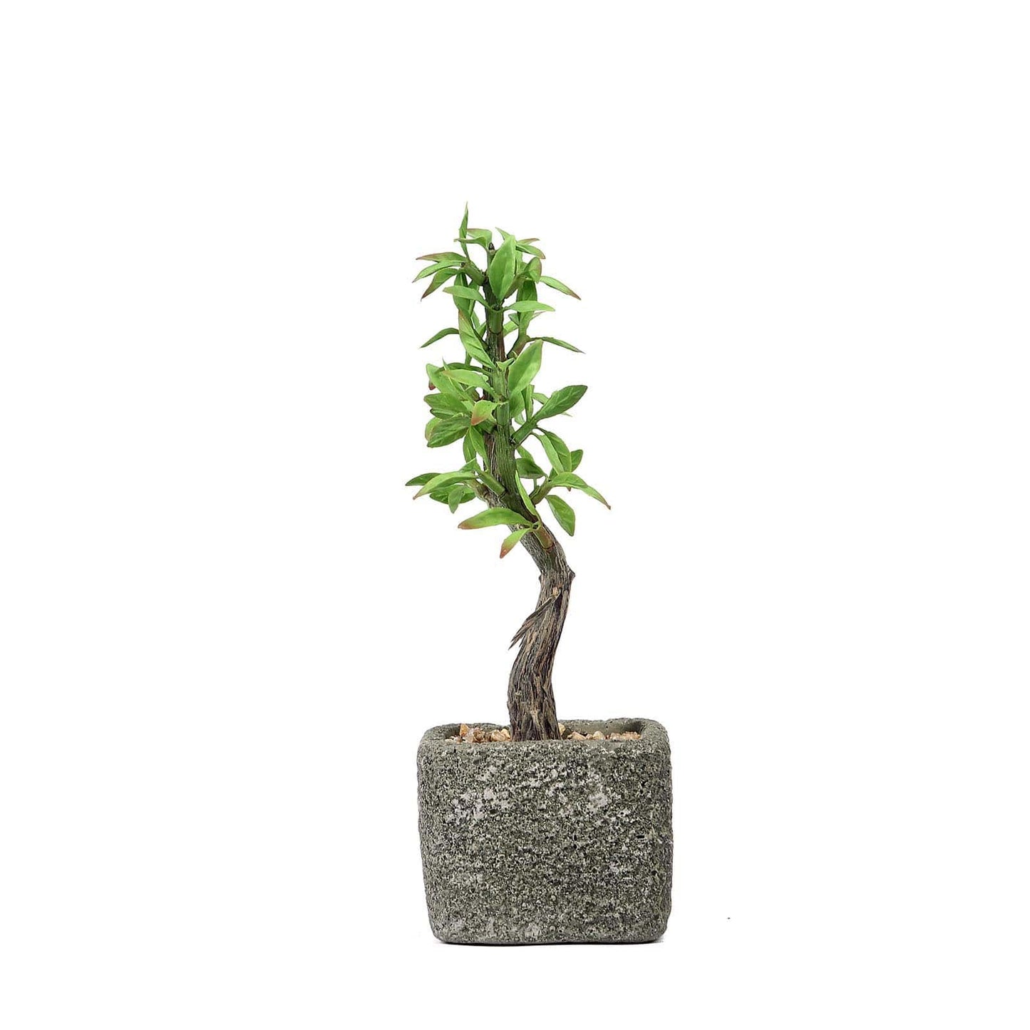 Willow Tree Artificial Succulents in Concrete Pot - Lifelike Decorative Faux Plants for Home Office & Event Design 9"