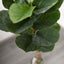 2 Pack 3ft Artificial Fiddle Leaf Fig Tree Potted Indoor Planter
