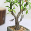 Willow Tree Artificial Succulents in Concrete Pot - Lifelike Decorative Faux Plants for Home Office & Event Design 9"