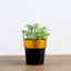 3-Pack Flower Plant Pots Small Design Black with Gold Rim - Plastic Indoor Decorative Planters 3"