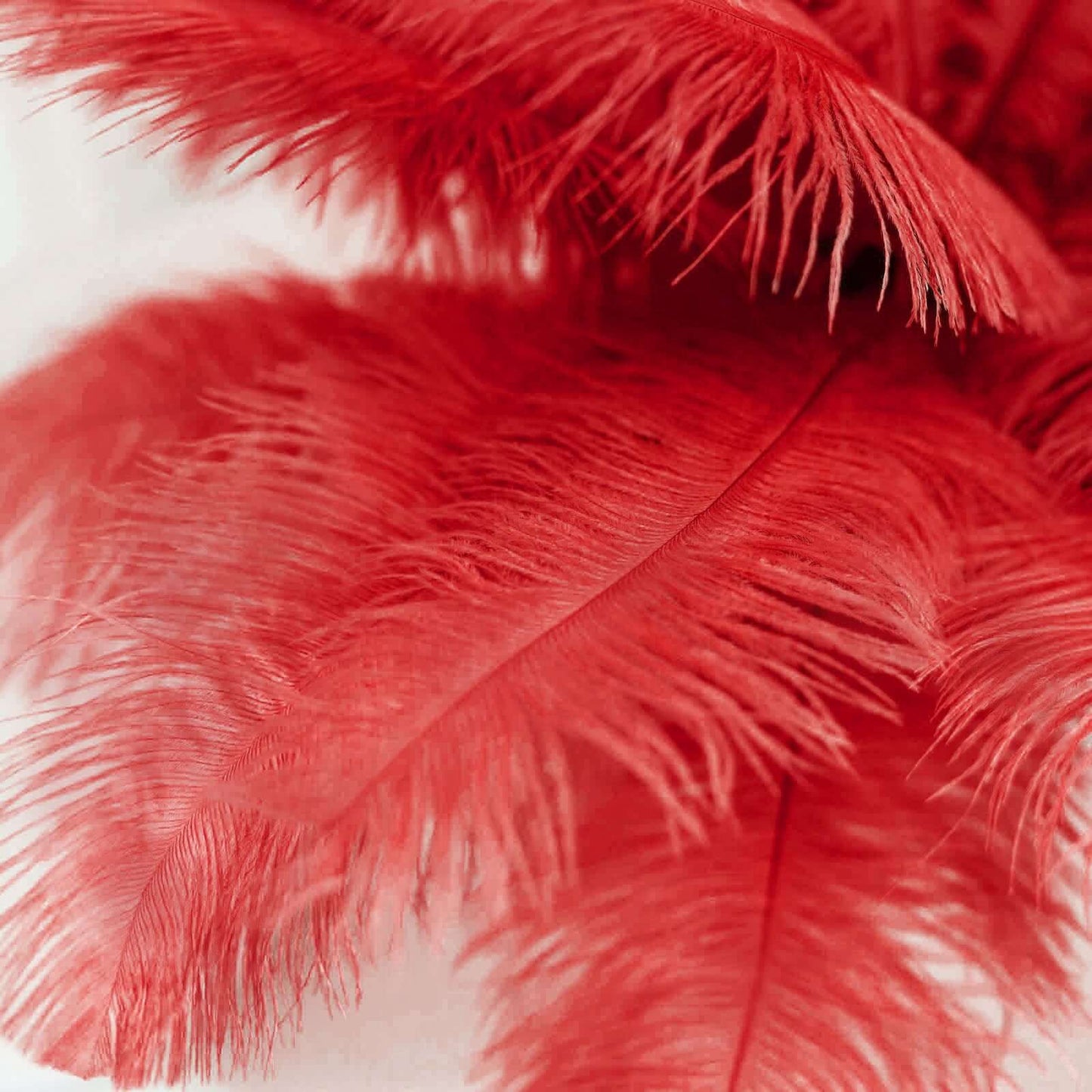 12 Pack 13"-15" Red Natural Plume Real Ostrich Feathers, DIY Centerpiece Fillers