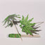 50-Pack Bamboo Cocktail Picks Tropical Leaf Parasol Design Green - Eco Friendly Disposable Drink Stick 6"