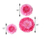 Set of 6 Pink Fuchsia Giant Carnation 3D Paper Flowers Wall Decor - 12",16",20"