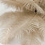 12 Pack 13"-15" Beige Natural Plume Real Ostrich Feathers, DIY Centerpiece Fillers