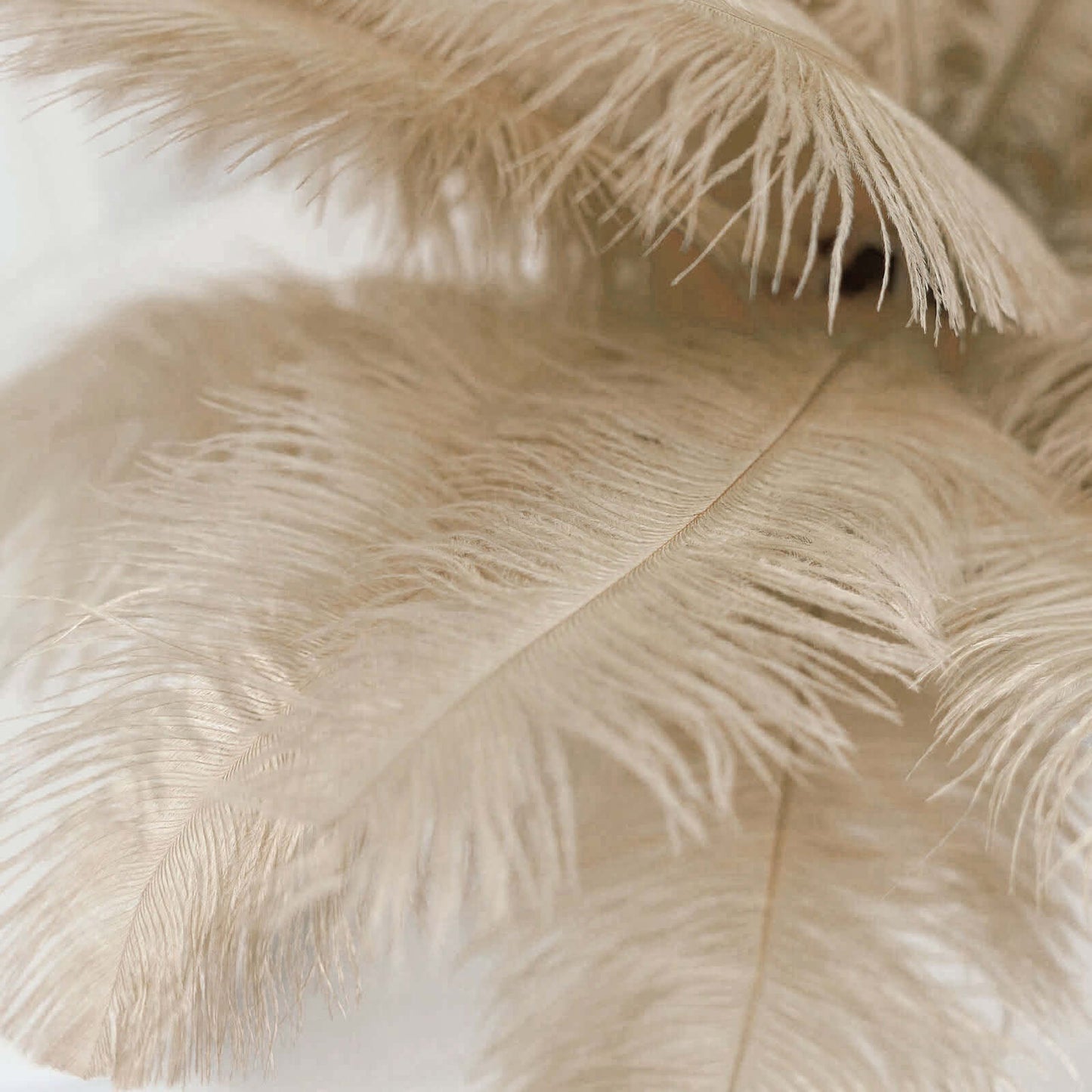 12 Pack 13"-15" Beige Natural Plume Real Ostrich Feathers, DIY Centerpiece Fillers